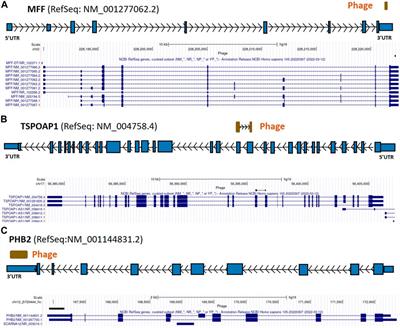 Non-coding regions of nuclear-DNA-encoded mitochondrial genes and intergenic sequences are targeted by autoantibodies in breast cancer